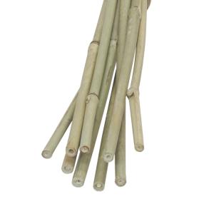 Photo JAC187S : Set of 10 bamboo canes