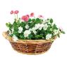 Willow basket