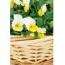 Split willow basket