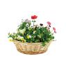 Split willow basket