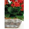Rectangular willow basket