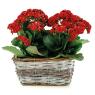 Rectangular willow basket