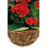 Willow basket