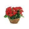 Willow basket
