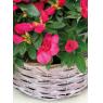 Stained half willow round basket