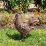 Decorative rooster in metal