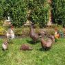 Decorative rooster in metal