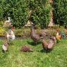 Hen in antique metal