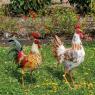 Decorative rooster in tinted metal
