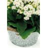 Round metal basket with white spots