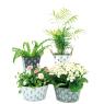 White patinated metal basket Cactus