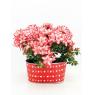 Metal ovale floral containers - Hearts