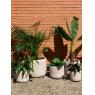 Cache-pots en bambou