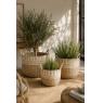 Set of 3 round seagrass basket 