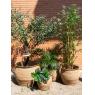 Cache-pots en jonc