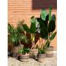 Cache-pots en jonc naturel et brun