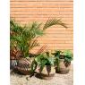 Cache-pots en jonc brun