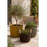 Seagrass planters
