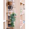 White jute macramé plant hanger