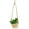 Hanging basket in palm